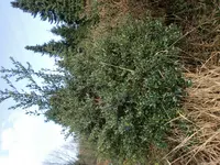 CIMG0434.webp