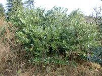 CIMG0435.webp