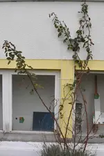 Kletterrose rechts.webp