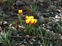 krokusse gelb.webp