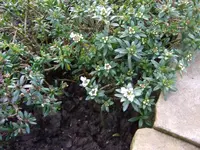 schleifenblume.webp