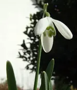 schneeglöckchen.webp