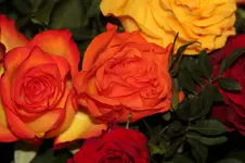 IMG_0480.webp