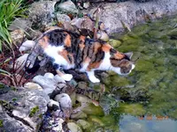 008Mieze.webp