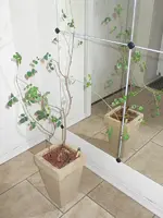 plant_I.webp