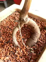 plant_II.webp