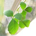 plant_III.webp