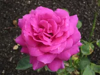 Rose 02 (1).webp