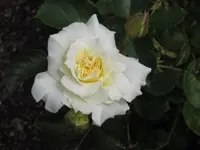 Rose 03 (1).webp