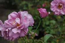 Rose 04 (1).webp