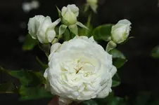Rose 05 (2).webp