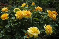 Rose 06 (1).webp