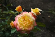 Rose 07 (1).webp