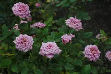 Rose 08 (2).webp