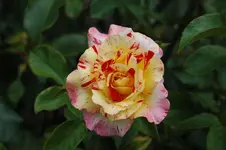 Rose 10 (1).webp