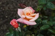 Rose 11 (1).webp