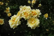 Rose 12 (2).webp