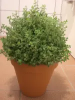 CIMG7444.webp
