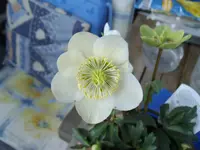 IMGP3523.webp