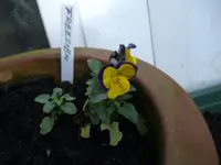 IMGP3526.webp