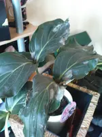 DSC00959.webp