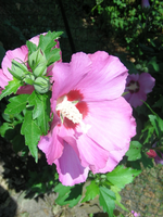 DSCN4224.webp