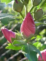DSCN4212.webp