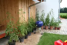 1tomaten.webp