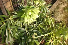 Garten Febr. 2011 084.webp