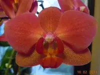064Orchi.webp