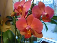 065Orchi.webp
