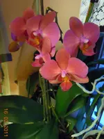 066Orchi.webp