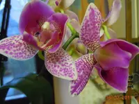 067Orchi.webp