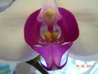 068Orchi.webp