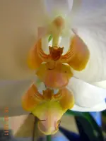 069Orchi.webp