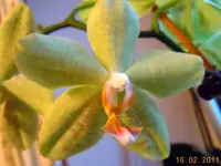 071Orchi.webp