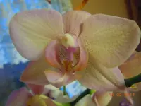 072Orchi.webp
