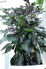 DSC_1895.webp