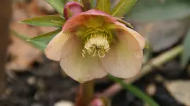 apricot.webp