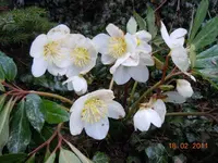 0016Christrose.webp