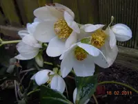 0013Christrose.webp