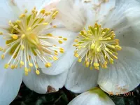 0015Christrose.webp