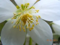 0012Christrose.webp