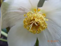 0014Christrose.webp