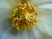 0011Christrose.webp