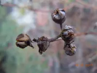054Samenstand.webp