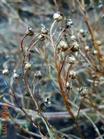 057Samenstand.webp