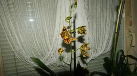 DSC04750.webp