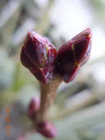 0034Knospen.webp