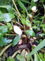 0030Knospen.webp